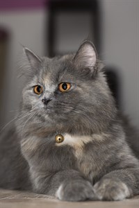 Grey Colored Domestic Pet Cat Sitting