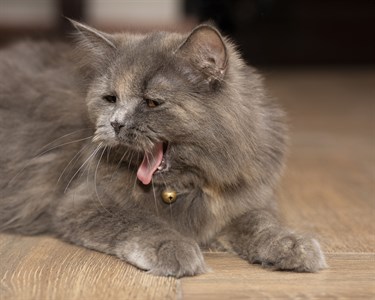 Grey Colored Domestic Pet Cat Yawning