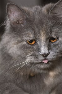 Grey Colored Domestic Pet Cat Sitting