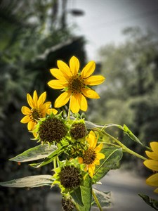 Yellow flower