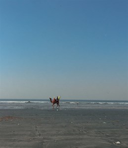 Camel on the beach 