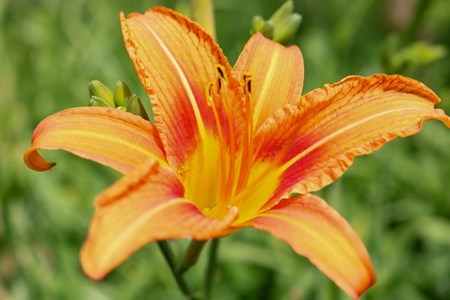 Flower, sunset and landscape