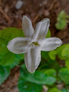 Flowers Picture