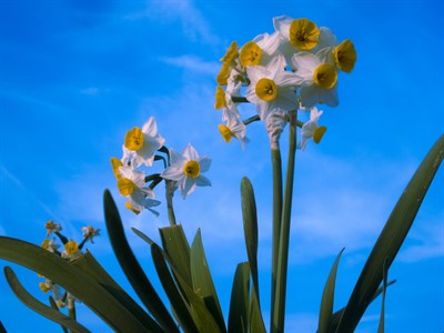 Flowers Picture