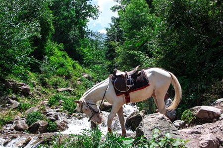 Horse in Mountains