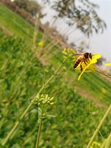 Honey bee on mustard flowers. 