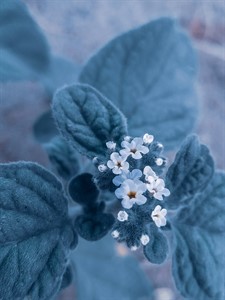 Tiny flowers 