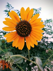 Sun Flowers