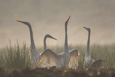 The Egrets Dance in Morning