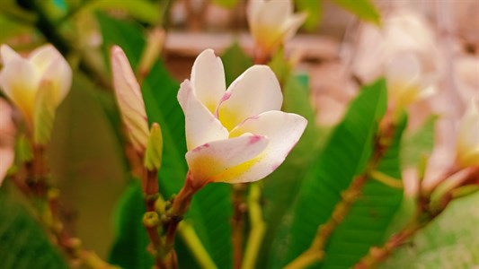 Growing Plumeria