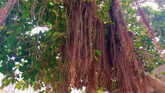 Banyan Tree Roots