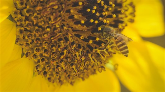 Sunflower and bee