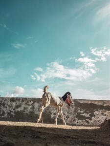 The goat walking 