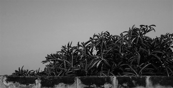 Leaves behind wall