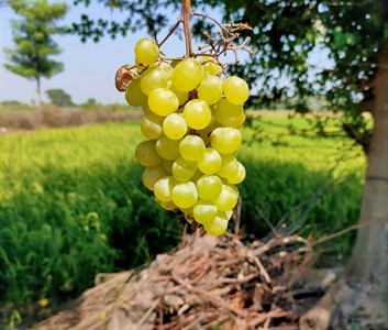 Tasty Grapes