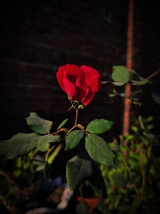 Red rose blooming in my garden