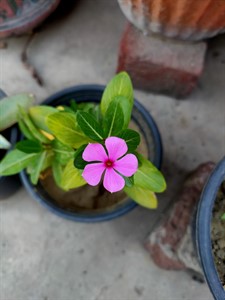 Beautiful Vinca 