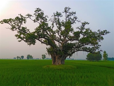 100 Years Old Tree Somewhere in Punjab