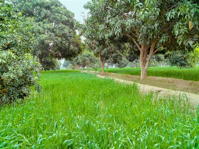 Nature and trees