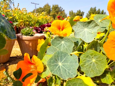 Yellow Flowers