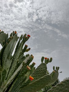 barbary fig cactus