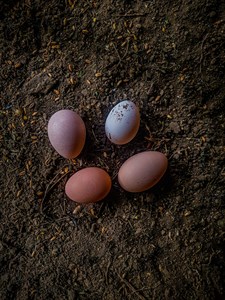 Natural Hen Eggs 