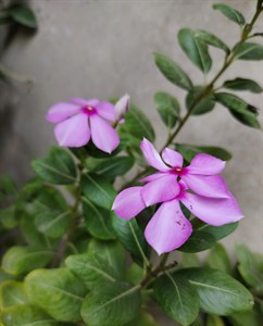 Sadabahar flower 