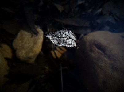 Floating Leaf