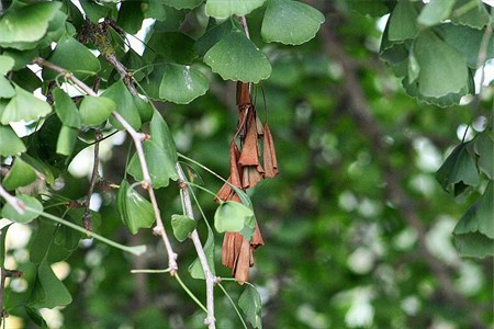 LEAVES