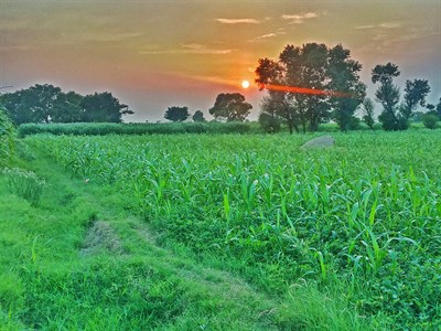 green fields