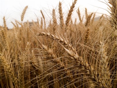 Wheat crop field