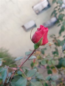 Red Flower Photography