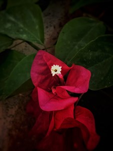 Gorgeous Red Flower Picture