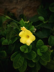 Yellow Flower