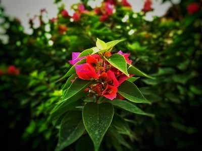 Red Flower Picture