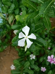 White flower