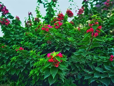 Red flowers and leaves