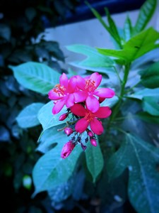 Pink Flower