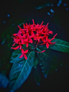 Red Flower