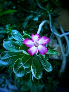 Pink Flower