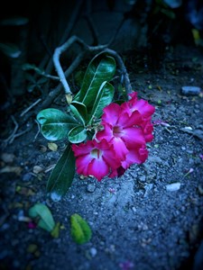 Pink Flower