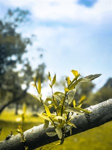 green leaves and nature