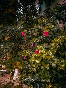 leaves and flower