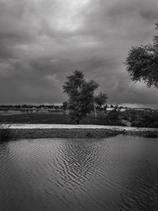 Black and white tree above the stream