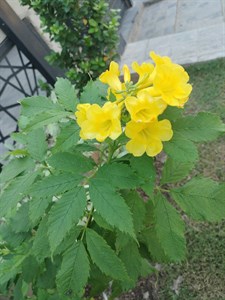 Yellow flower