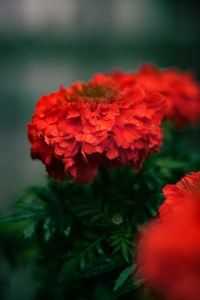 Red Marigold Flower Image