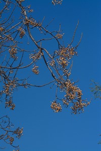 Trees in rural Punjab