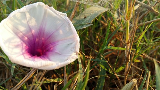 Flower among green field