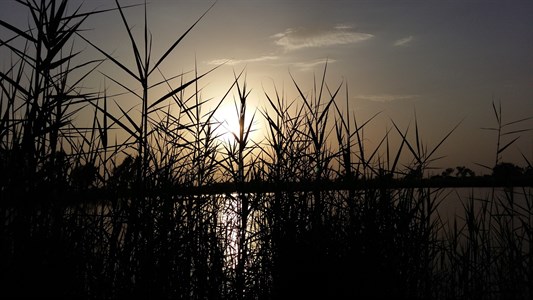 Sunset and bushes