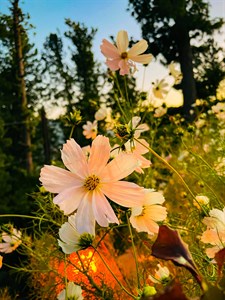 White Flower shining